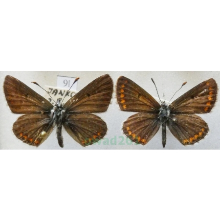 Aricia agestis (Denis & Schiffermüller, 1775) pair Modraszek agestis Czech9l